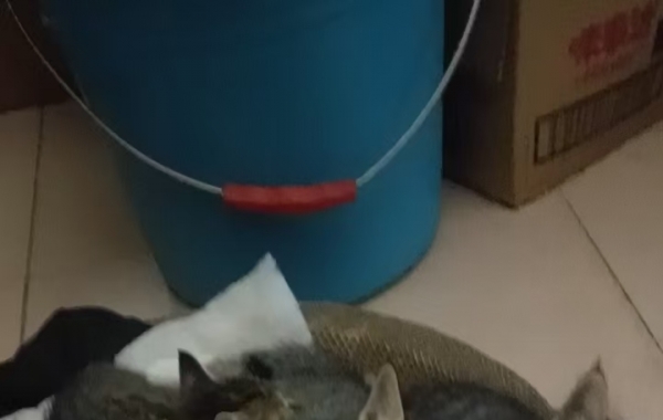 СèԵ